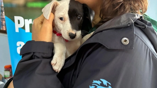 Humane World for Animals brinda atención veterinaria esencial a animales en comunidades de Chile
