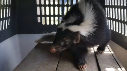 Rescatan chingue y lo liberan en su hábitat