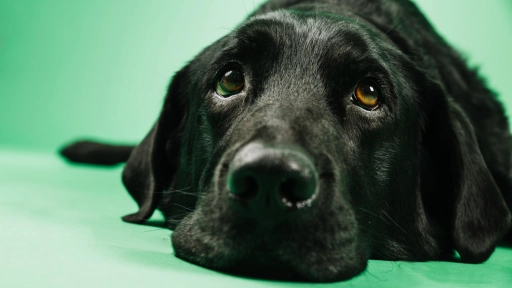 Tormentas: Consejos para calmar a tus perros