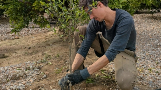 CONAF plantará más de 143 mil árboles para mitigar el cambio climático