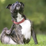 Perros y gatos ¿Es alergia o intolerancia alimentaria?