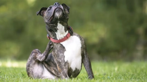 Perros y gatos ¿Es alergia o intolerancia alimentaria?