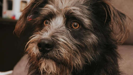 Perros: Evita nudos en el pelaje ¡Pueden albergar garrapatas!