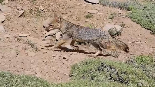 SAG liberó a un zorro chilla rescatado en Las Condes