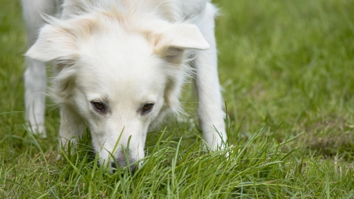 ¿Por qué los perros consumen pasto?
