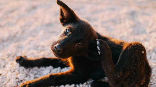 Perros y gatos: Pulgas provocan alergias en piel