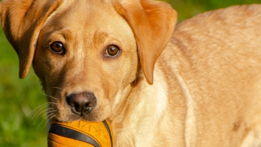 Perros y gatos ¿Qué ocurre si no juegas con ellos?