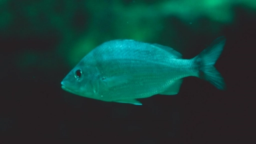 Organizaciones difunden nueva evidencia científica sobre lo que experimentan los peces durante su muerte