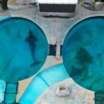 La muerte de la orca Kshamenk reabre el debate sobre el cautiverio de animales