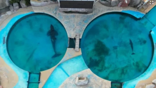 La muerte de la orca Kshamenk reabre el debate sobre el cautiverio de animales