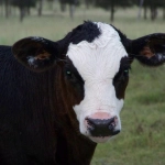 Animalistas Unidos Chile se refiere sobre la elección del nuevo Presidente de la República