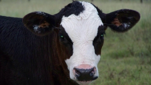 Animalistas Unidos Chile se refiere sobre la elección del nuevo Presidente de la República