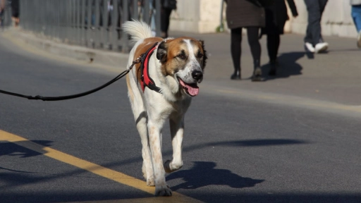 Perros y gatos: Recomendaciones para cuidarlos durante las elecciones presidenciales