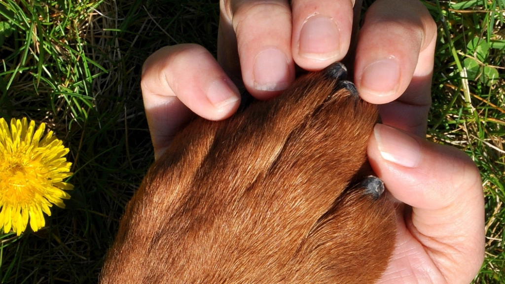 Día de los derechos de los animales, Difusión