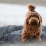 Perros: Aumenta el calor y también los casos de dermatitis por pulgas