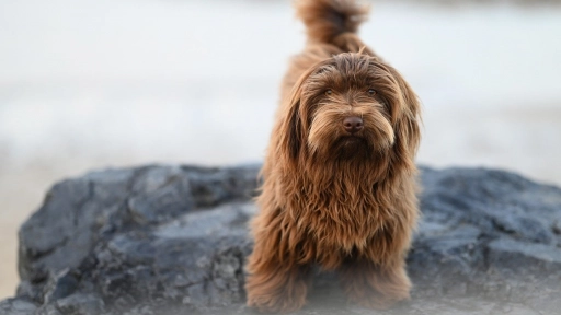 Perros: Aumenta el calor y también los casos de dermatitis por pulgas