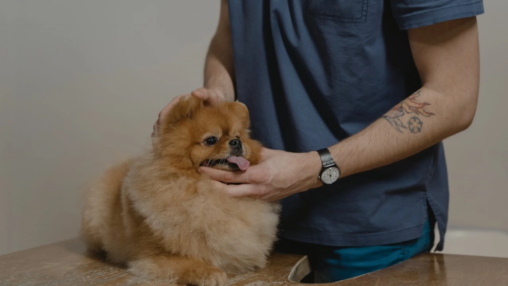 Médico veterinario, Tima Miroshnichenko en Pexels