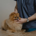 Falso Médico Veterinario reincidente: