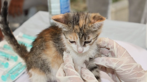 Emergencia en Ñuble y Biobío: COLMEVET coordina respuesta veterinaria y pide evitar desplazamientos espontáneos