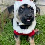 Jornada de adopción busca encontrarle hogar a perros y gatos