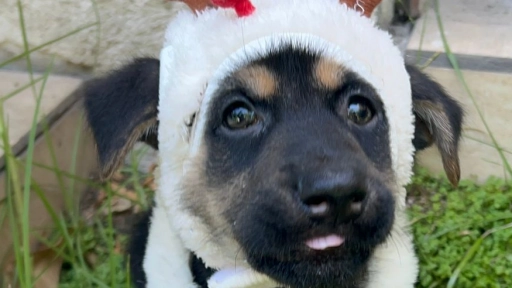 Jornada de adopción busca encontrarle hogar a perros y gatos