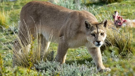 Colmevet Llanquihue-Puerto Montt-Osorno presenta denuncia por muerte de puma en la región