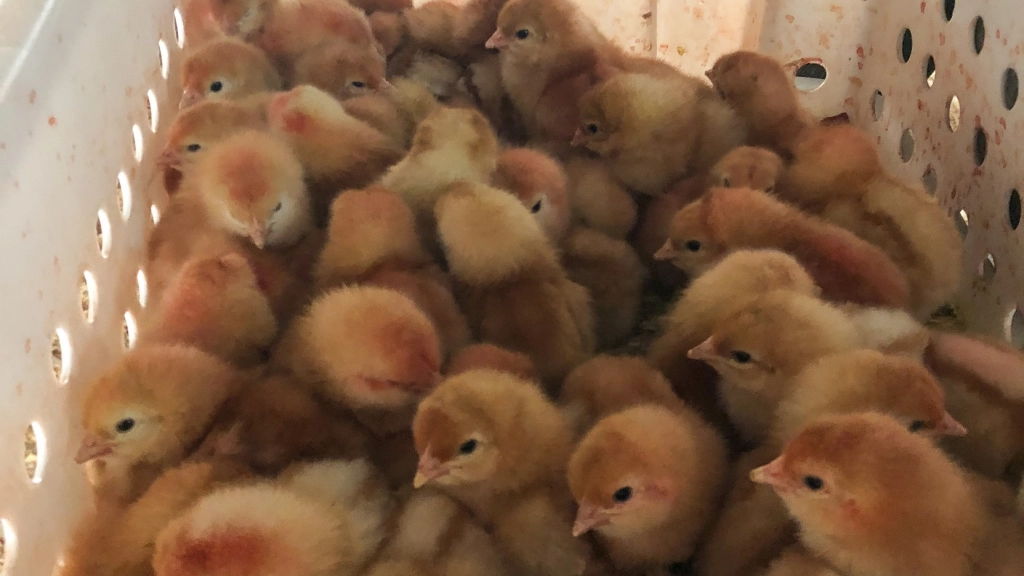 Pollitas, Sinergia Animal