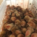 Campaña regional llama a Walmart a adoptar en Latinoamérica los mismos estándares de bienestar animal que en EE. UU.