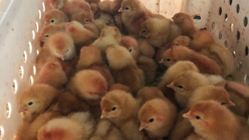 Campaña regional llama a Walmart a adoptar en Latinoamérica los mismos estándares de bienestar animal que en EE. UU.