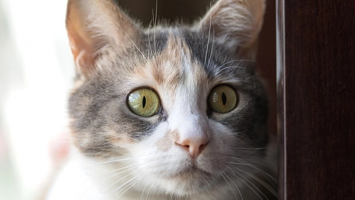 Coquimbo: Justicia condena a veterinaria a pagar millonaria indemnización por negligencia que afectó a gata