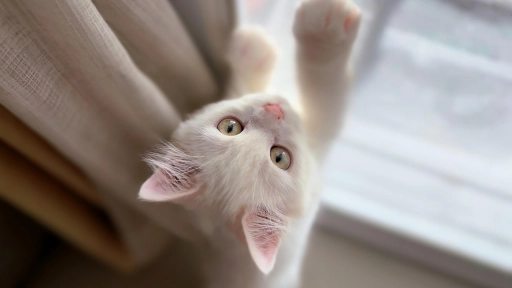 Claves para que tu gatito crezca fuerte y sano