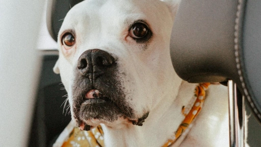 Año Nuevo: Consejos para viajar con tus animales en auto