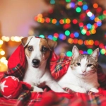 Los animales no son regalo: