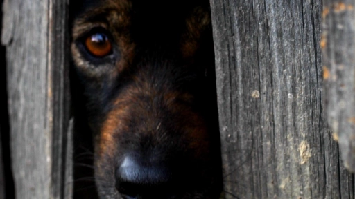 Fuegos artificiales ¡Manual para prevenir y no lamentar!