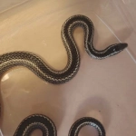 Rescatan culebra nativa en sector El Boro de Alto Hospicio y la liberan en su hábitat natural