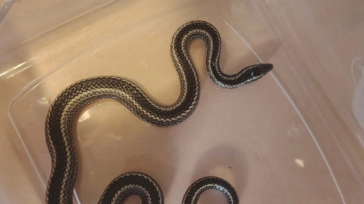 Rescatan culebra nativa en sector El Boro de Alto Hospicio y la liberan en su hábitat natural