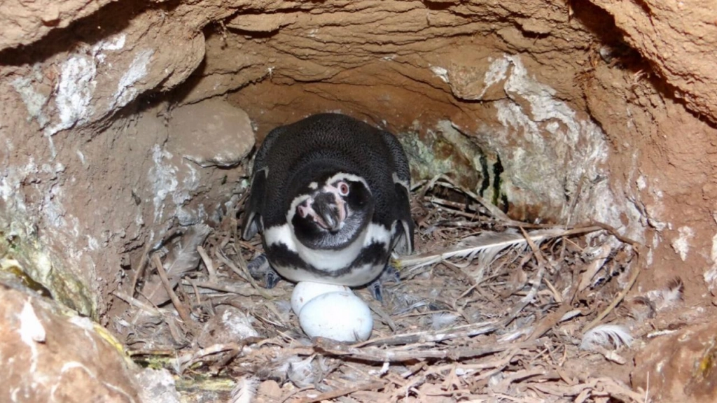 Pingüino de Humboldt, CONAF