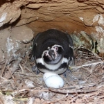 Valparaíso consolida liderazgo nacional en la recuperación del pingüino de Humboldt