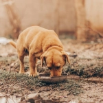 Solo alimentarlos no alcanza cuando se trata de perros comunitarios