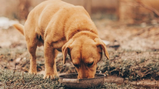 Solo alimentarlos no alcanza cuando se trata de perros comunitarios
