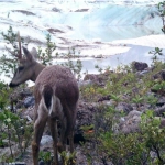 Guardaparques monitorean fauna silvestre en el Glaciar Exploradores gracias a cámaras trampa