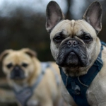 Shock térmico ¡Los temidos golpes de calor!