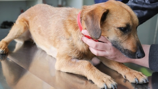 Incendios: Perros y gatos también se ven afectados por el humo