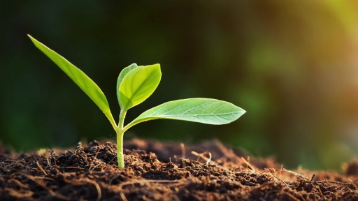 Columna: Territorios heridos