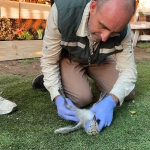 SAG acude a denuncia por captura y destrucción de nido de gaviota dominicana y rescata con vida a sus crías en Maitencillo