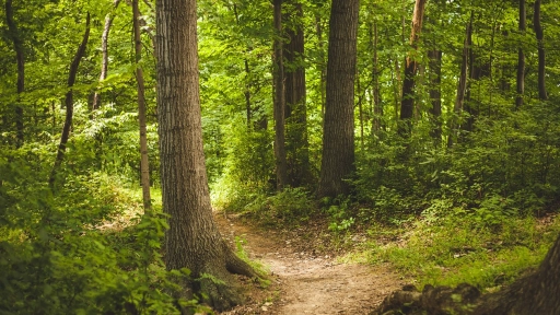Animales, territorio y salud: una lección antigua que Chile vuelve a escuchar