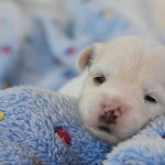 Único sistema para desparasitar a cachorros desde los dos días de edad