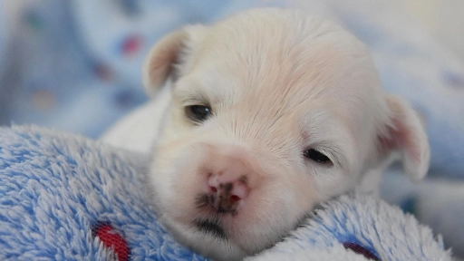 Único sistema para desparasitar a cachorros desde los dos días de edad