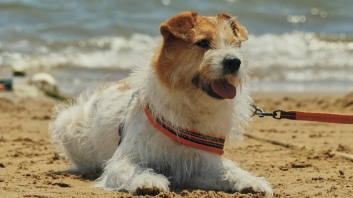 Perros y gatos: Todo lo que debes saber si vas de vacaciones con ellos