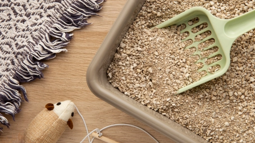 Gatos: Cómo mantener el arenero limpio y fresco en verano